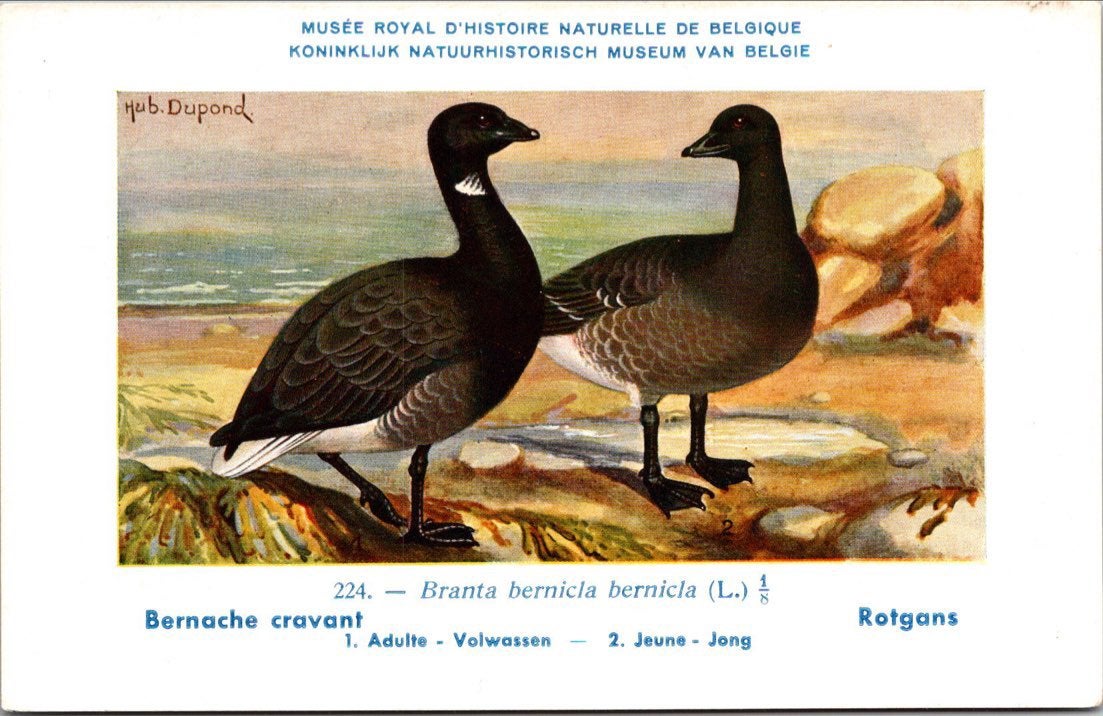 Rotgans / Brent Goose – Nº 224 – (KBIN / IRSNB), Verzamelen, Verzenden, 1940 tot 1960, Ongelopen, Vogel