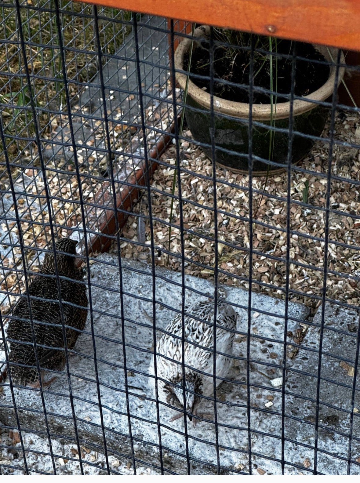3 japanse kwartel mannen, Dieren en Toebehoren, Pluimvee, Mannelijk, Overige soorten
