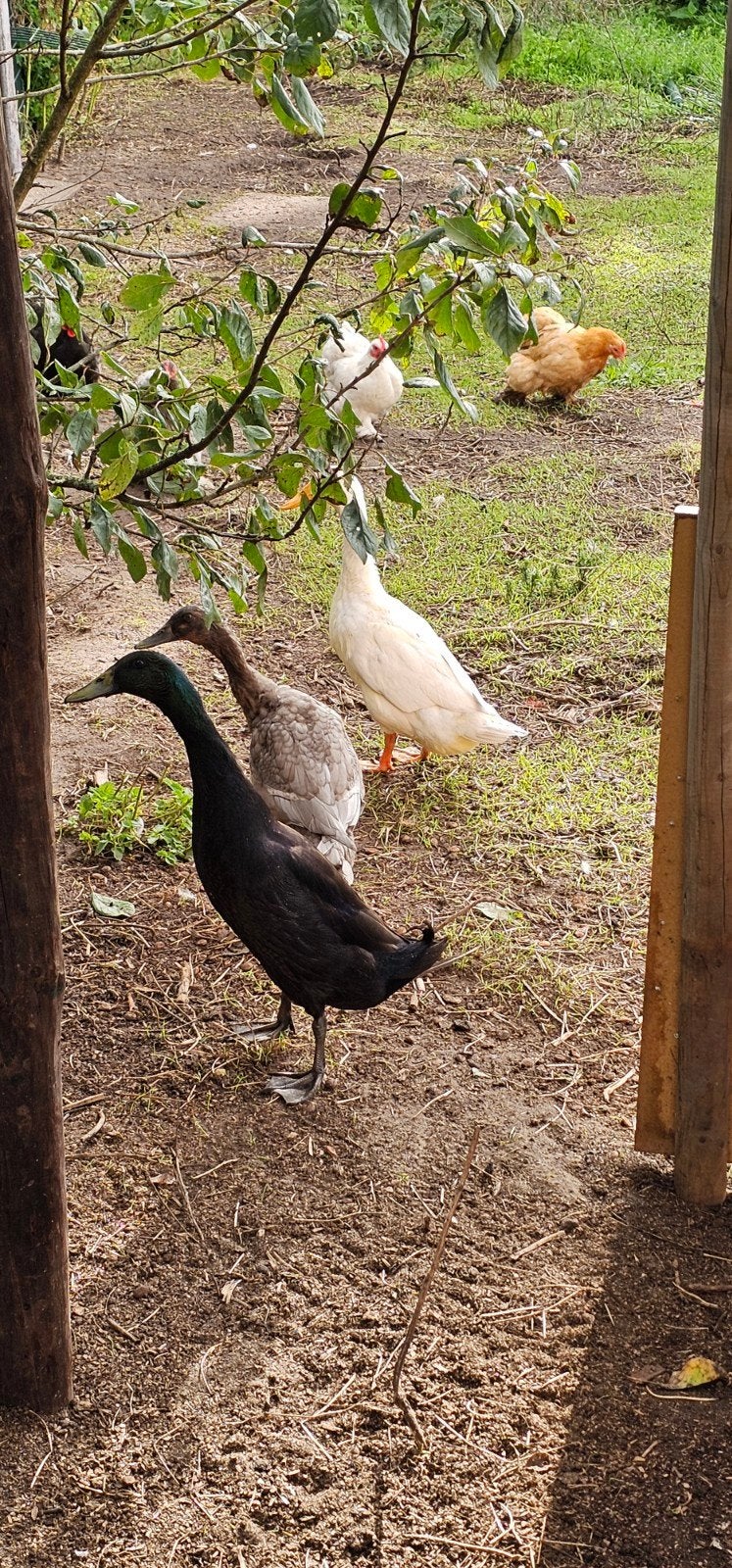 3 prachtige loopeenden in 3 kleur-slagen!!!, Dieren en Toebehoren, Meerdere dieren, Eend