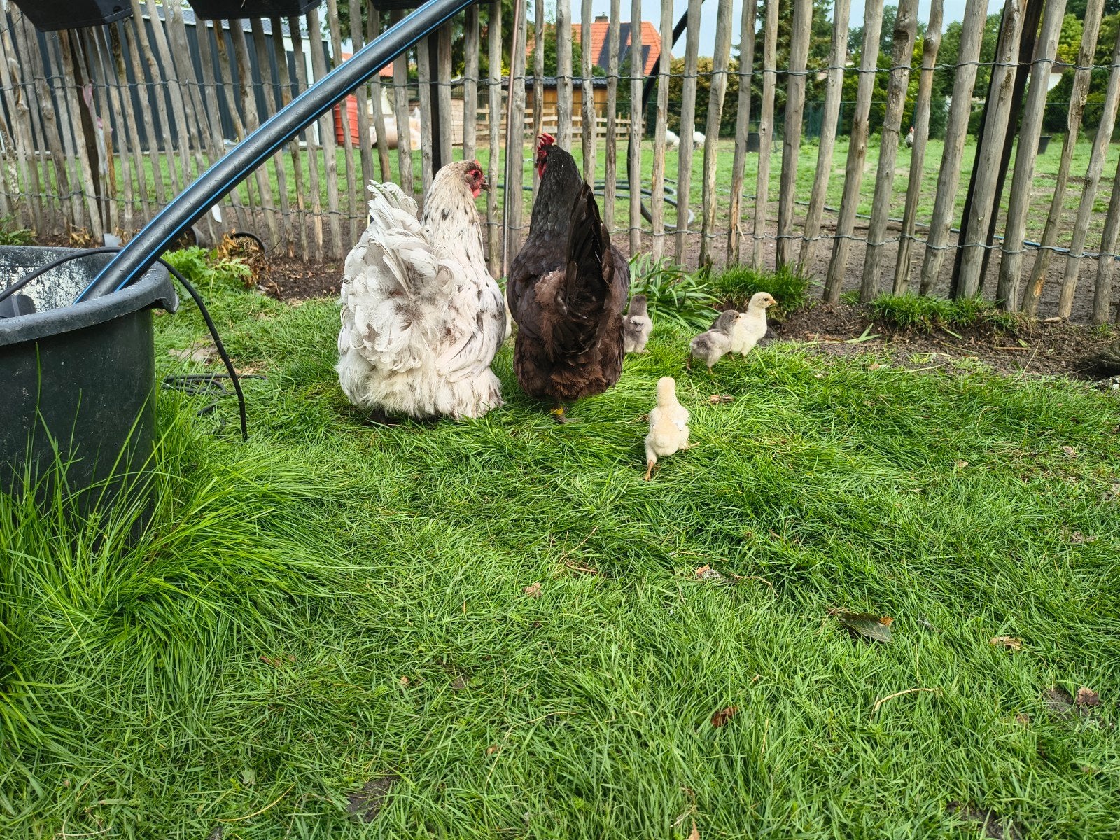 Kuikens kleur leggers, Meerdere dieren, Kip