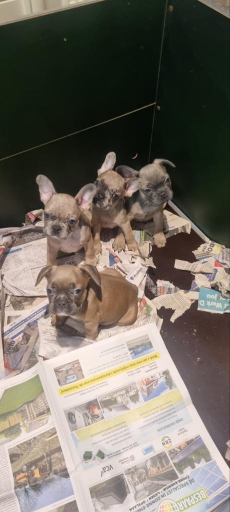 Mooie franse bulldog pups, Bulldog, Meerdere, Meerdere dieren, Nederland