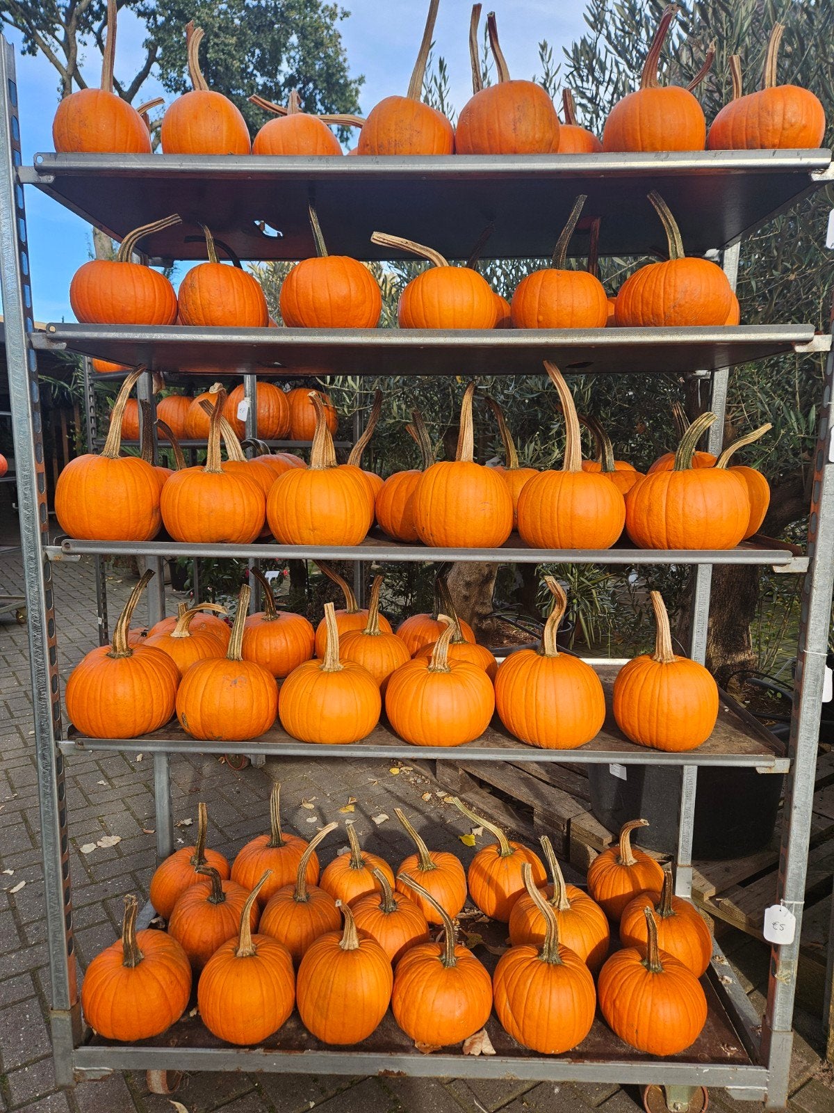 Halloween pompoenen - sierpompoenen