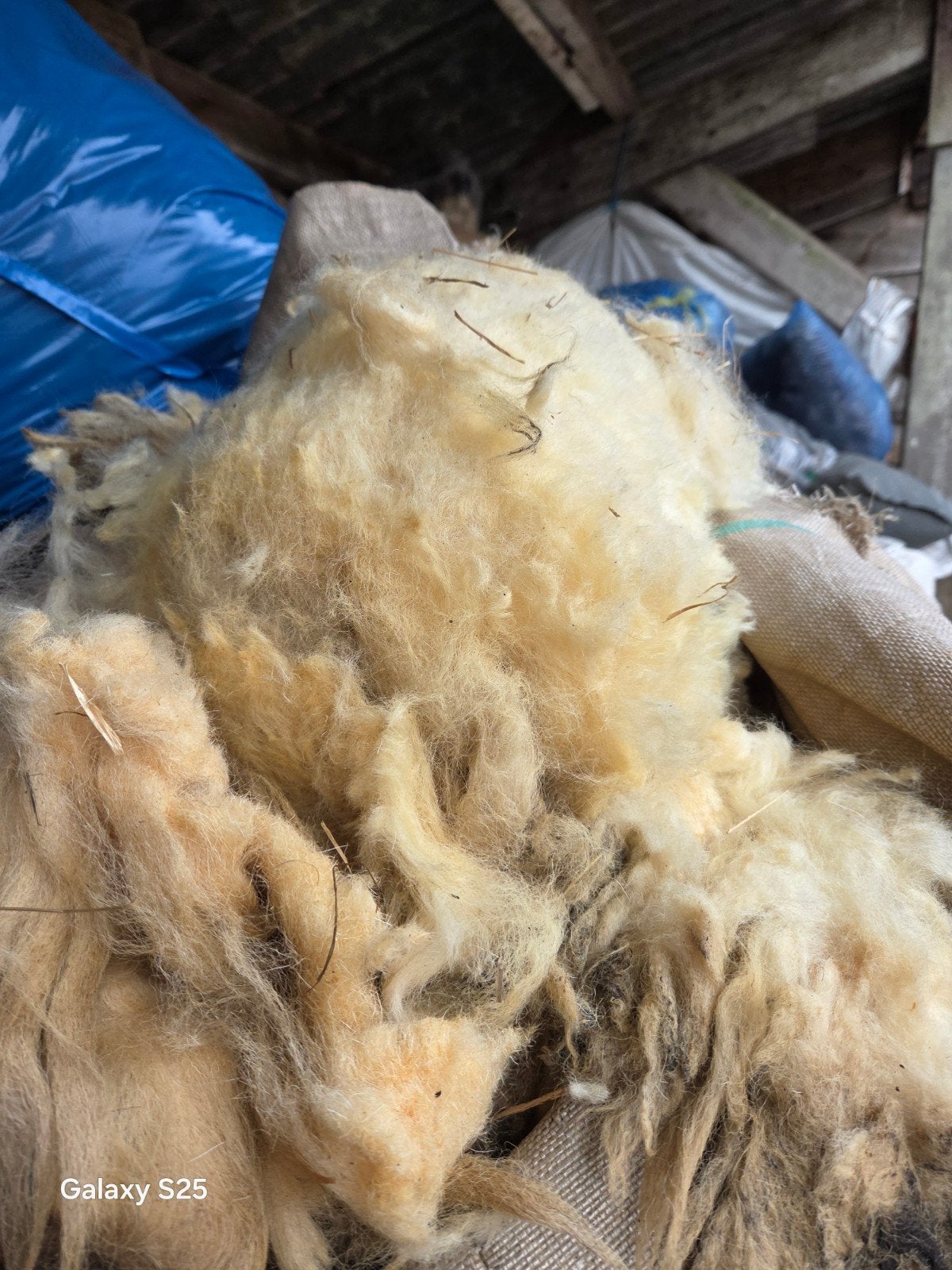 schapenwol, Meerdere dieren, Schaap
