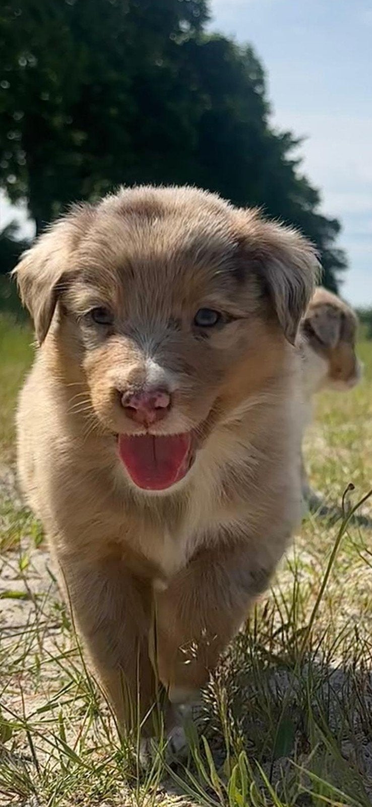 Nog 3 prachtige pups zoeken een liefdevol nieuw baasje!, Dieren en Toebehoren, Honden | Herdershonden en Veedrijvers, 8 tot 15 weken