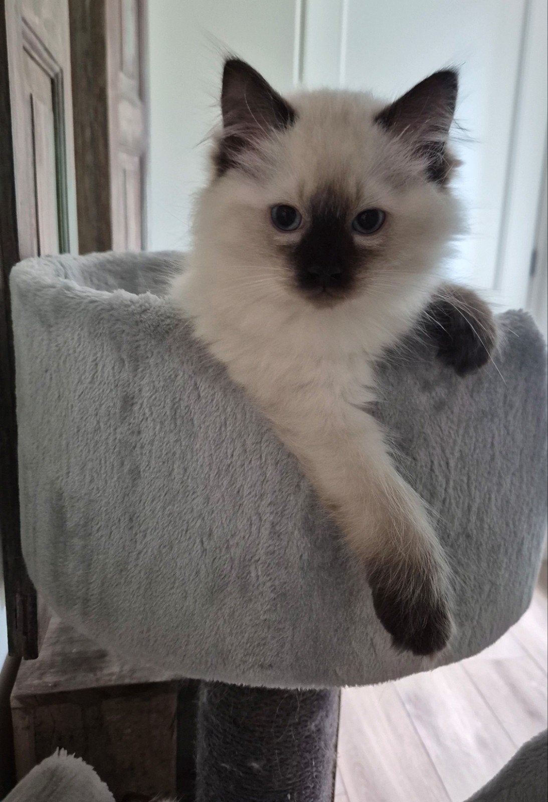 Ragdoll kitten zoekt een fijn huisje vanaf 17 Juni, Kater, Gechipt, 0 tot 2 jaar