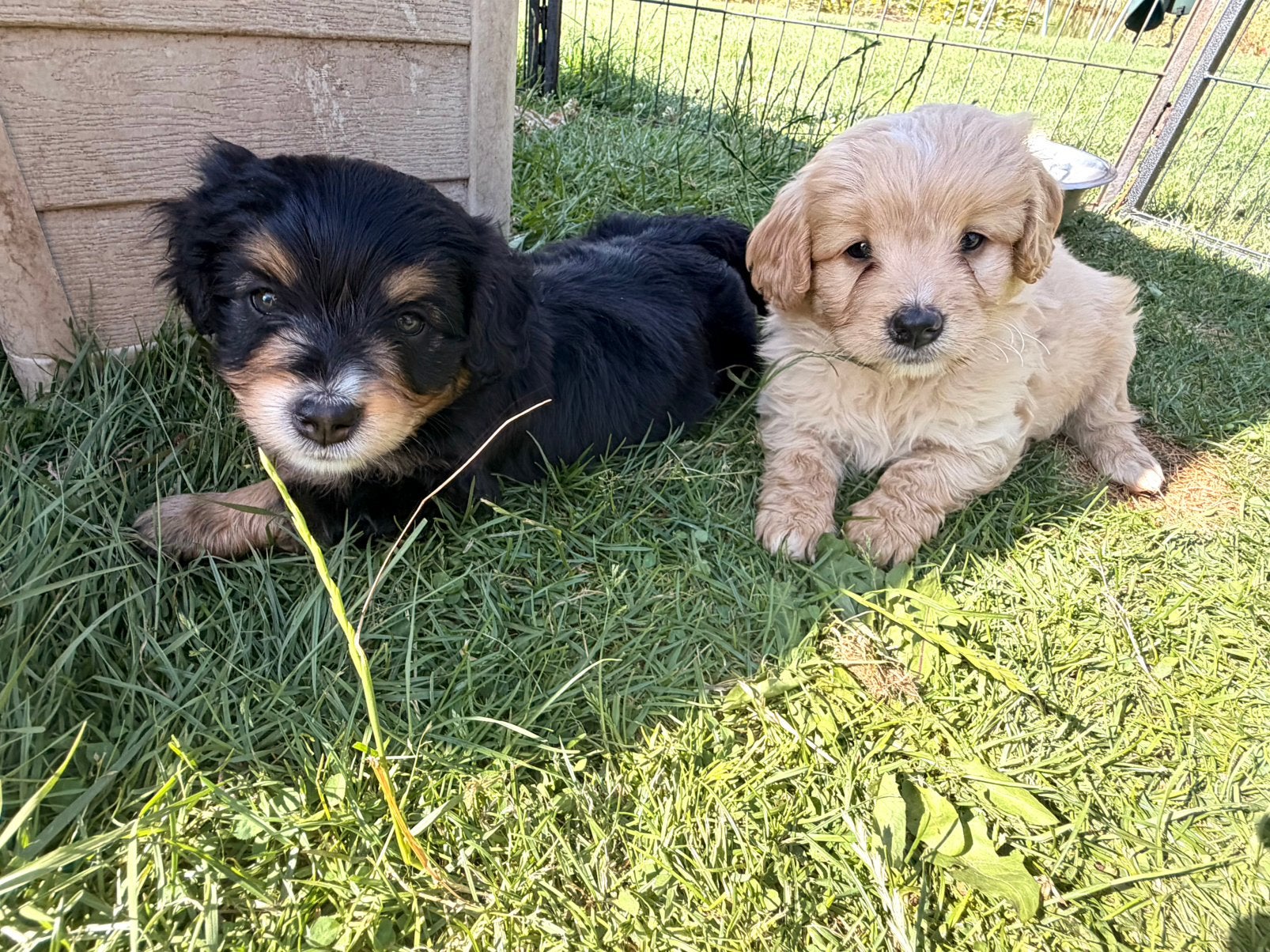 Mini Bernedoodle pups te koop (Berner Sennen x poedel), Dieren en Toebehoren, Honden | Chihuahua's en Gezelschapshonden, Poedel
