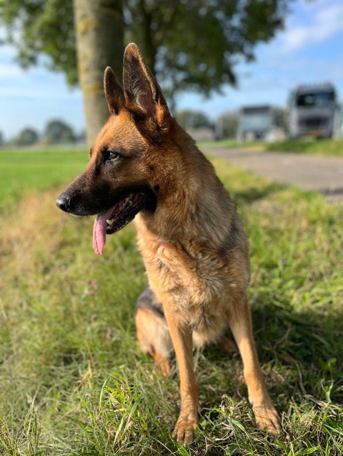 Gezocht lieve oppas voor onze Duitse herder Toeska (10 jaar), Dieren en Toebehoren, Honden | Herdershonden en Veedrijvers, 6 jaar of ouder
