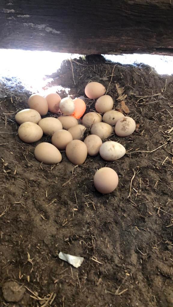 Broedeieren, Geslacht onbekend, Kip