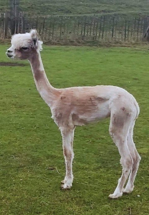 Alpaca hengstje(s), Augustus, Mannelijk