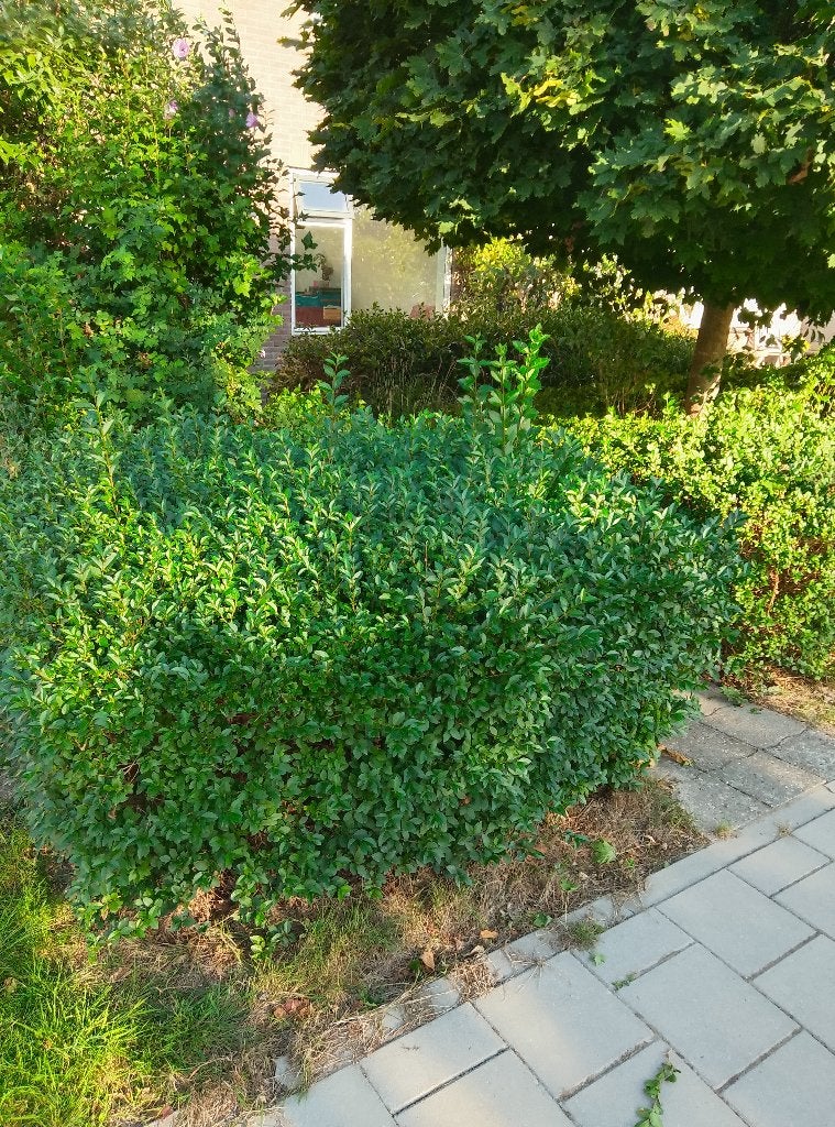 Heg gratis, Ophalen, Liguster, 100 tot 250 cm