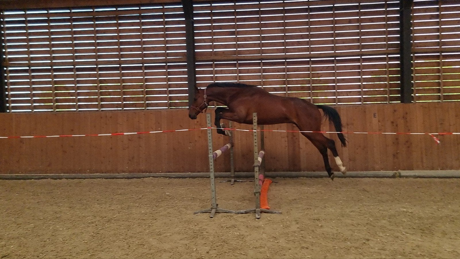 Springpaard met veel capaciteit..!, Dieren en Toebehoren, Paarden, Springpaard, Met stamboom, Ruin, 3 tot 6 jaar