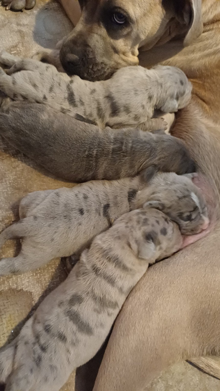 Cane corso pups blauw / isabel merle / merle american bully, Parvo, Overige rassen, 8 tot 15 weken, Meerdere