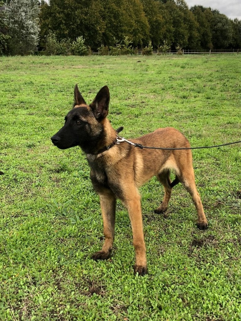 Mechelse Herder pup 6 maanden teef (Mayla), Nederland, Rabiës (hondsdolheid), 15 weken tot 1 jaar, Handelaar