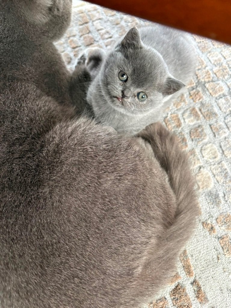 Britse korthaar, Poes, Ontwormd, 0 tot 2 jaar