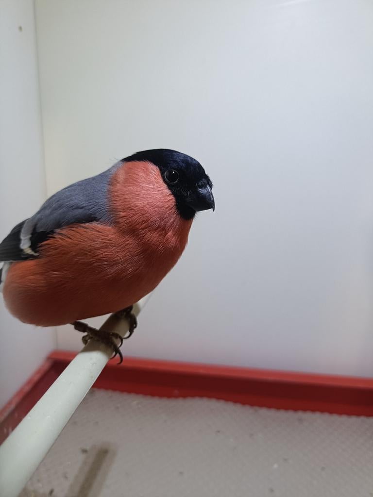 Reserve goudvink man, Mannelijk, Wildzangvogel, Geringd