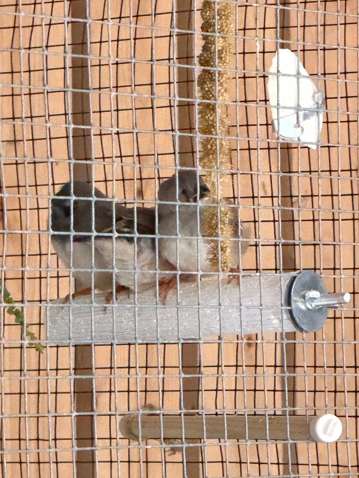Zebravinken jongen 07-26, Dieren en Toebehoren, Vogels | Overige Vogels, Meerdere dieren, Tropenvogel