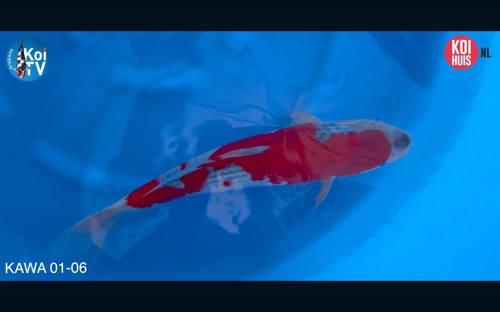 Japanse koi KoiHunt Tanaka, Karper of Koi
