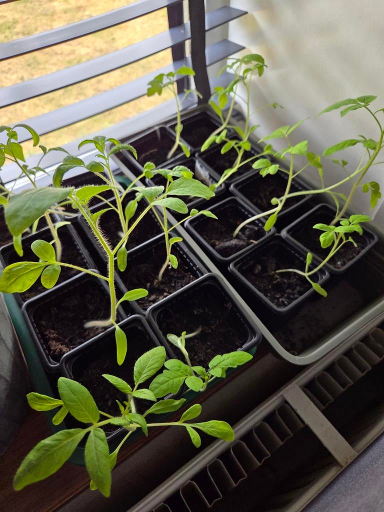Cherry tomaat stekjes - Kweek je eigen zoete tomaten!, Tuin en Terras, Planten | Tuinplanten, Ophalen, Volle zon, Eenjarig, Zomer