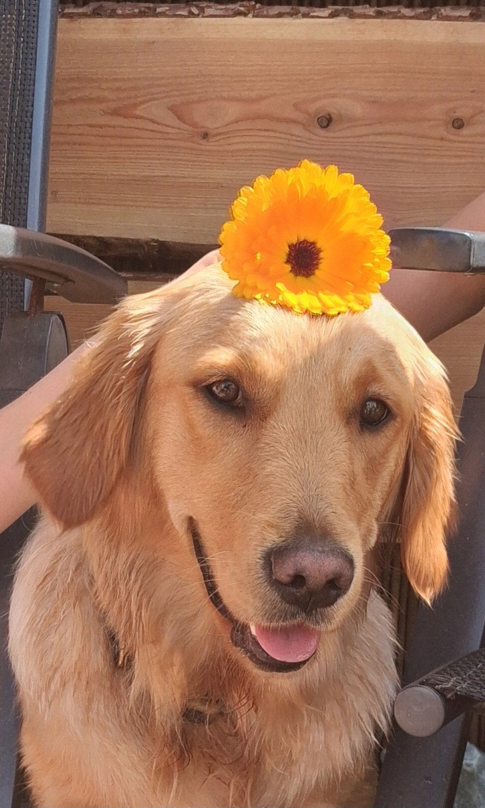 Lieve GoldenRetriever hond golden Retriever, Dieren en Toebehoren, 1 tot 2 jaar, Teef, Eén hond, Nederland