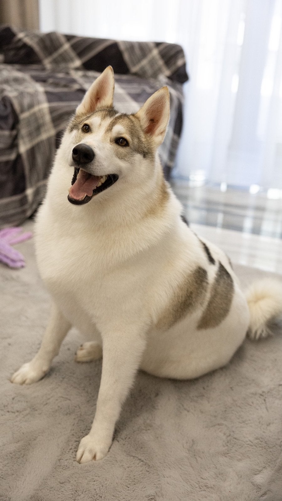 Sever zoekt een gezin, Particulier, Reu, Eén hond, Parvo