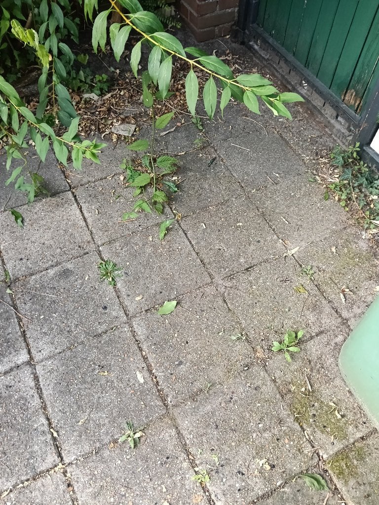 Tuin Tegels, gratis afhalen, Ophalen, Gebruikt, 10 m² of meer, Beton