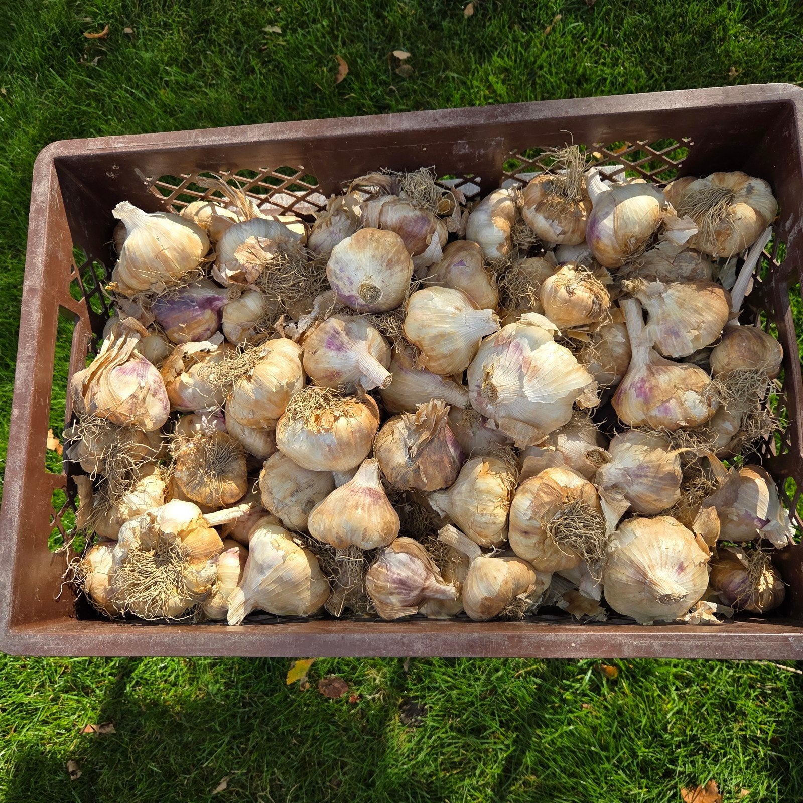 Knoflook gedroogd, Verzenden, Nieuw