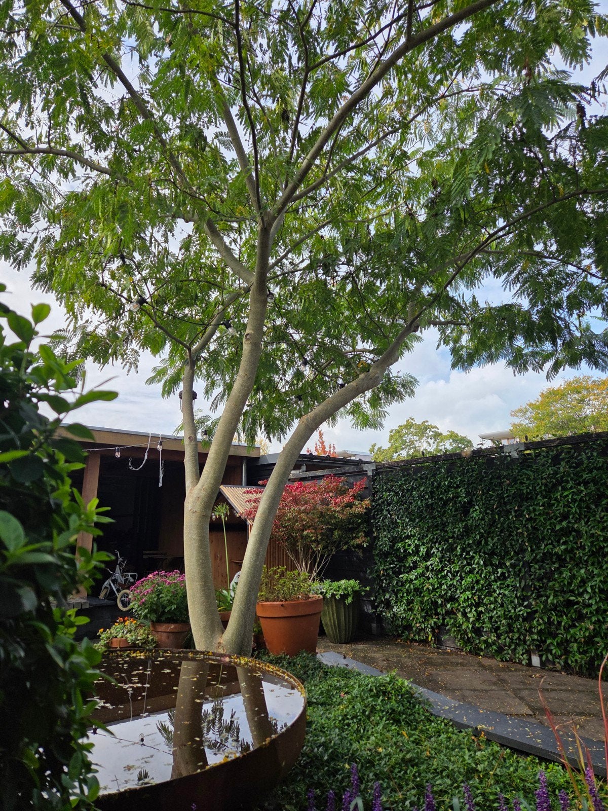 Albizia Perzische slaapboom - 6 meter breed en 4 meter hoog, Tuin en Terras, Volle zon, Zomer, 400 cm of meer, Overige soorten