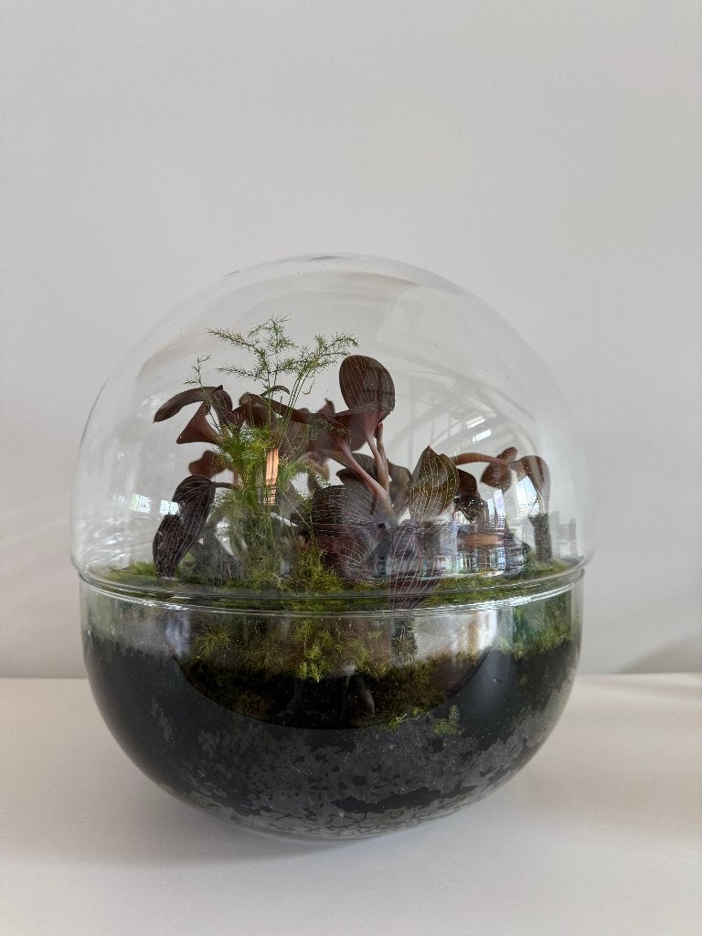 Established Glass Terrarium with Jewel Orchids Plants (30cm), Huis en Inrichting, Kamerplanten, Ophalen, In pot, Halfschaduw, Minder dan 100 cm