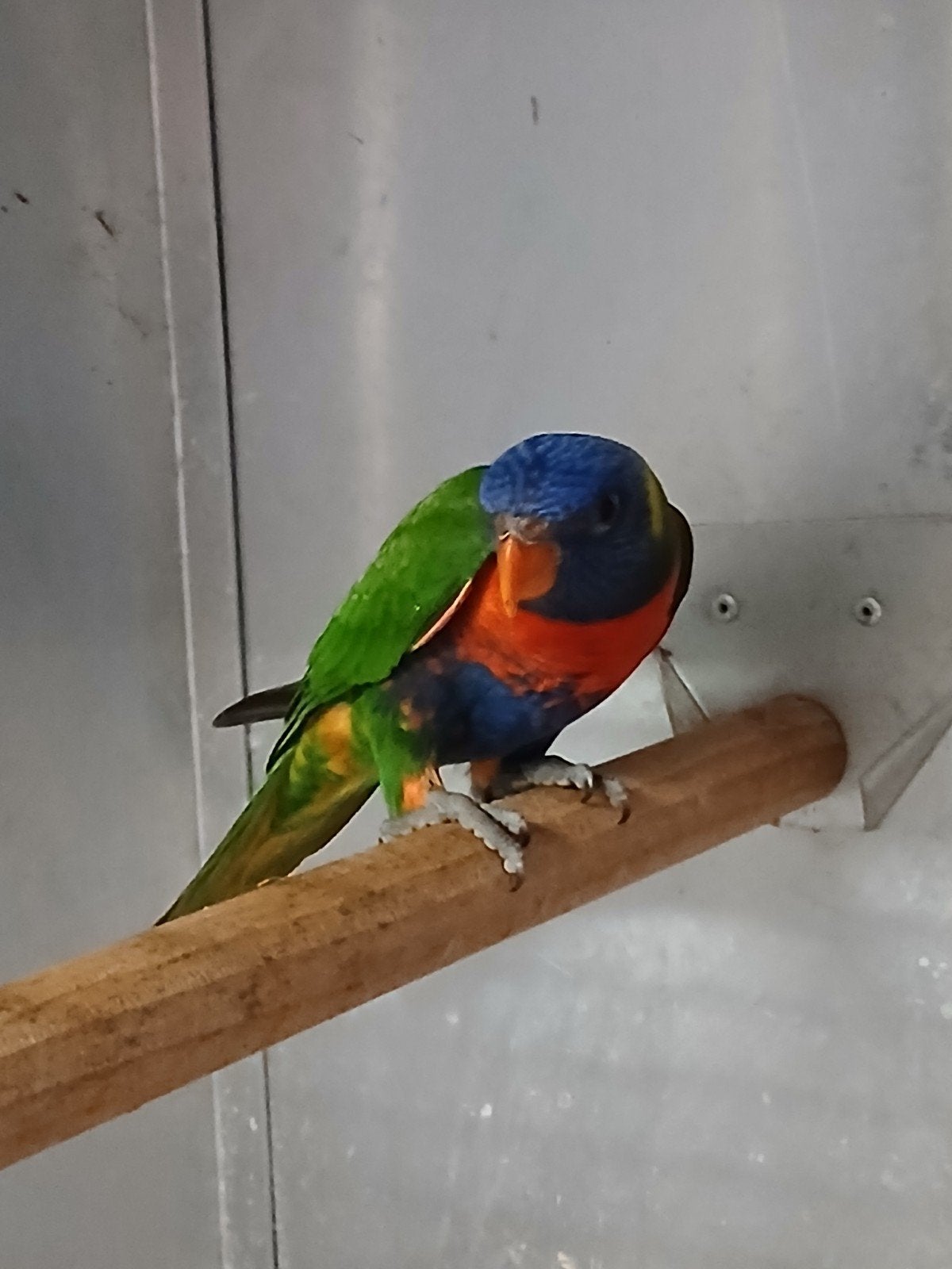 Te koop mooi jonge Lori van de blauwebergen pop..
Mooi jong, Dieren en Toebehoren, Vogels | Parkieten en Papegaaien, Vrouwelijk