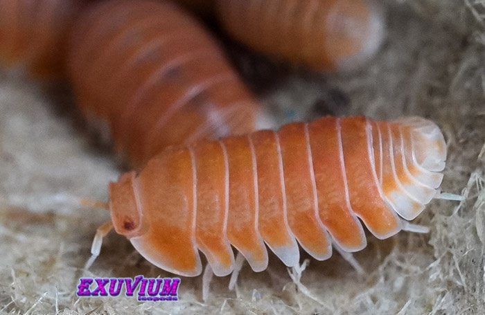 Cubaris sp. Citrus isopods / pissebedden ( Prijsverlaging ), Dieren en Toebehoren, Insecten en Spinnen, Overige soorten