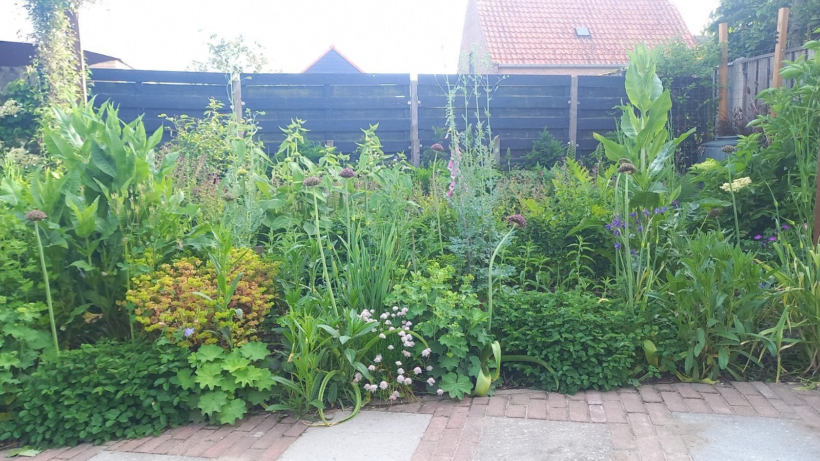 Kaardebol opgekweekt in p9 pot, Tuin en Terras, Ophalen, Overige soorten, 100 tot 250 cm