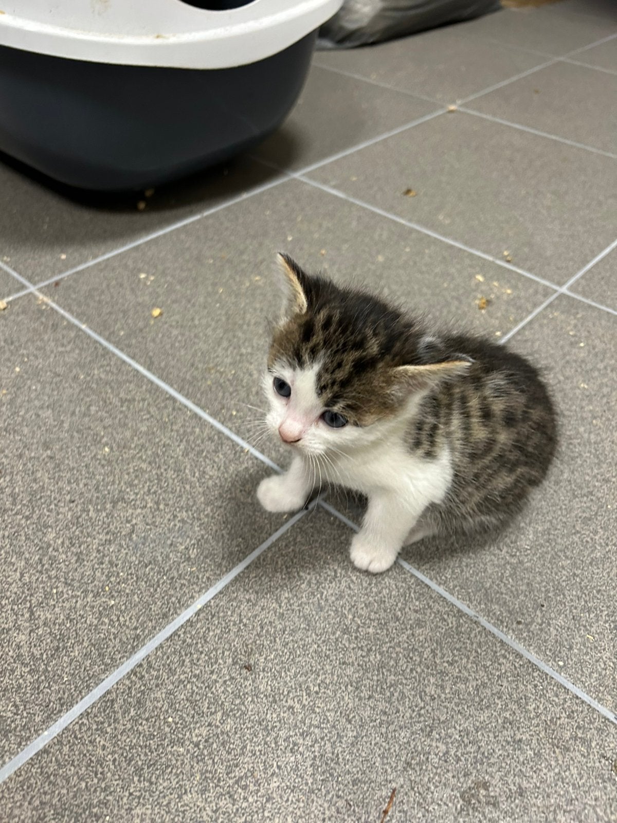 Prachtige cyperse kittens