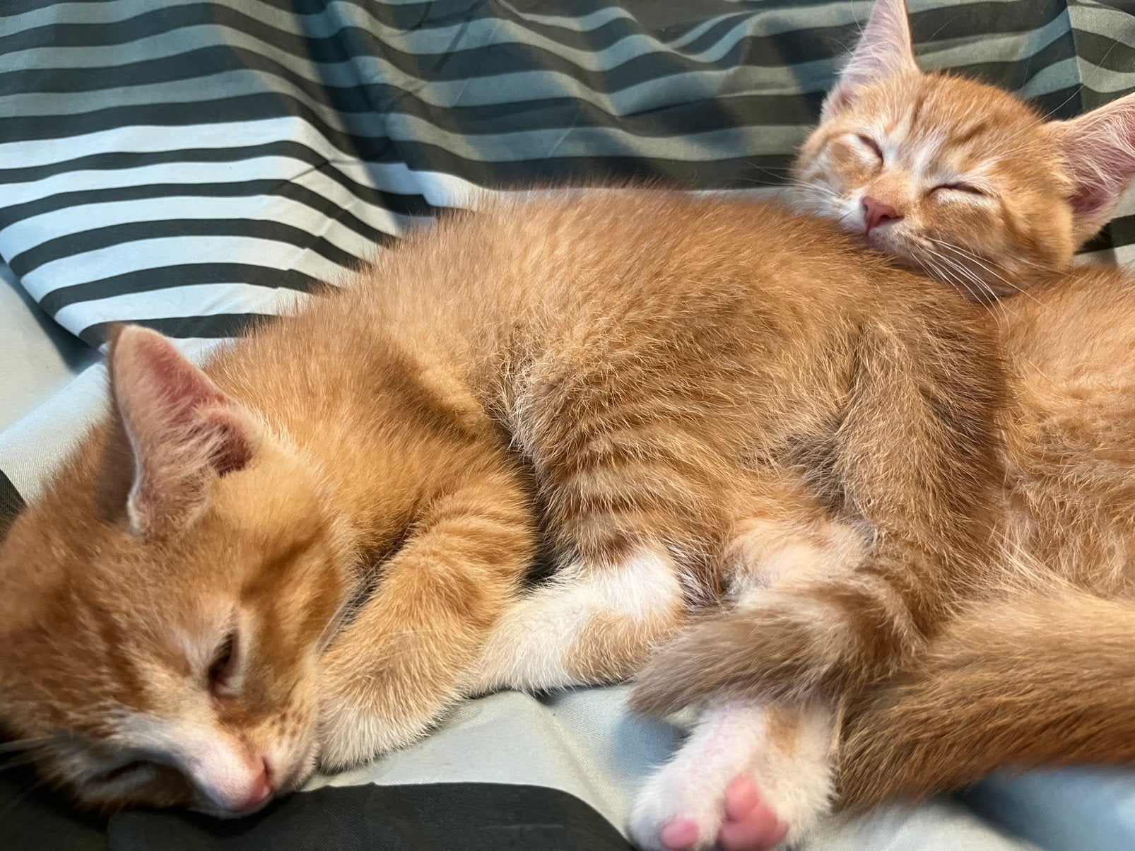 2 lieve oranje kittens zoeken een goed thuis (gratis), Kater, 0 tot 2 jaar