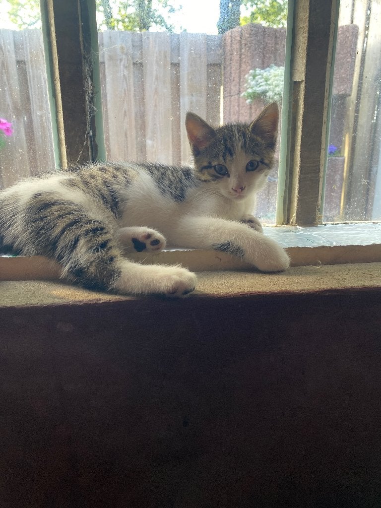 Lieve Boerderij kittens, Poes, 0 tot 2 jaar