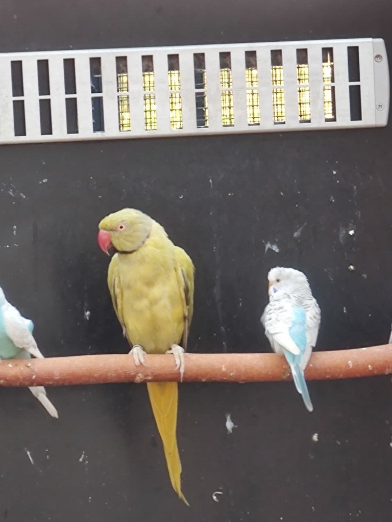 3 Splitvogels halsbandparkiet mannen, Dieren en Toebehoren, Mannelijk, Parkiet, Geringd