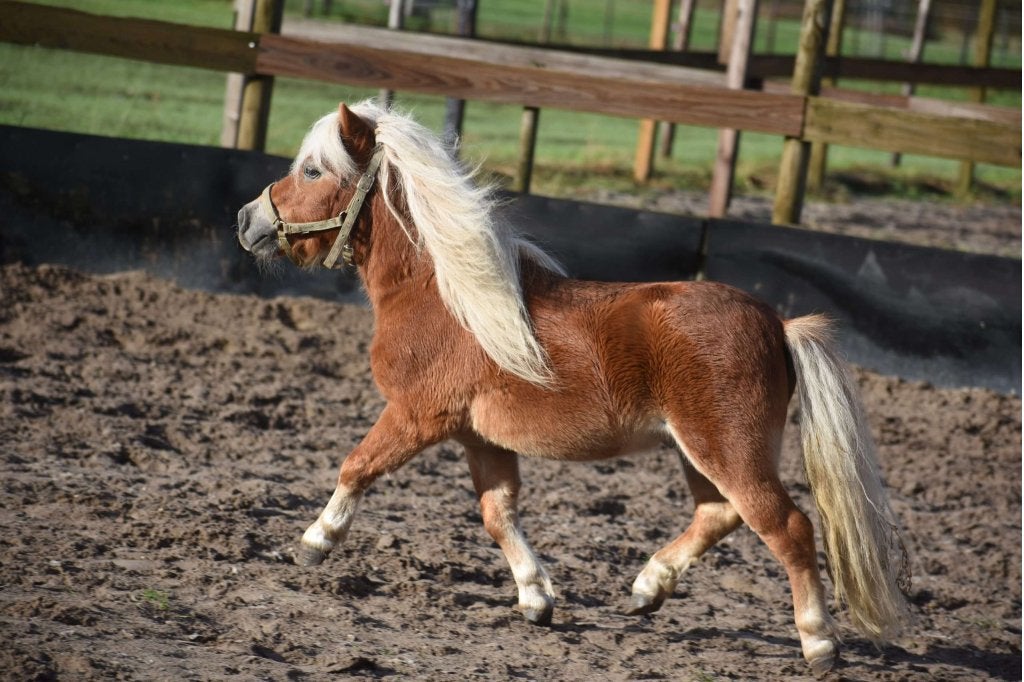 Te koop en gevraagd : lieve Shetlanders, Inruil mogelijk, Dieren en Toebehoren, Met stamboom, Niet van toepassing, A pony (tot 1.17m)