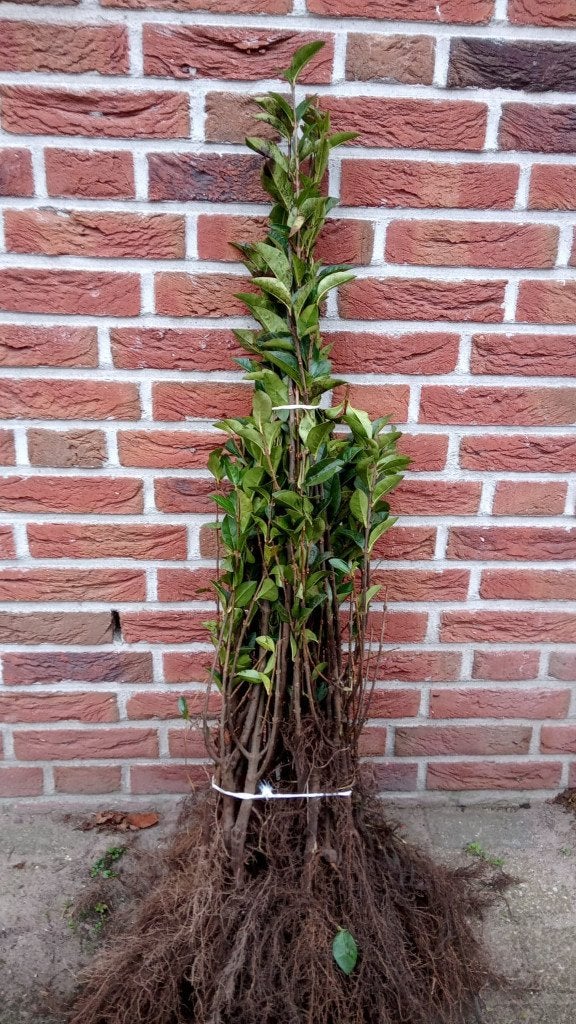 liguster, Ophalen, Liguster, Haag, 100 tot 250 cm