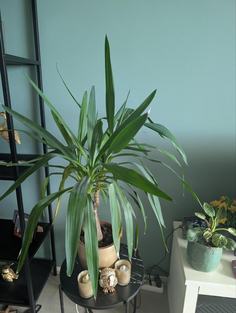 Grote Yucca kamerplant zonder gouden pot, Ophalen, In pot, Yucca, 150 tot 200 cm