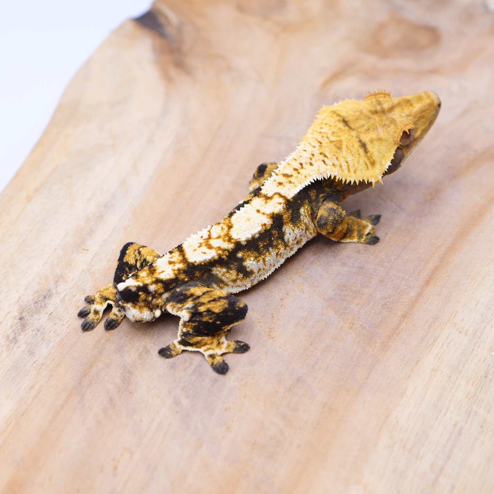 Correlophus ciliatus wimpergekko JOKERGECKOS 3, Dieren en Toebehoren, Hagedis, 0 tot 2 jaar