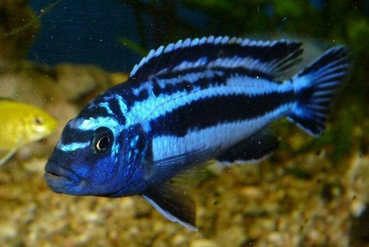 Melanochromis maingano malawi cichliden (mbuna), Vis, Zoetwatervis, Schoolvis
