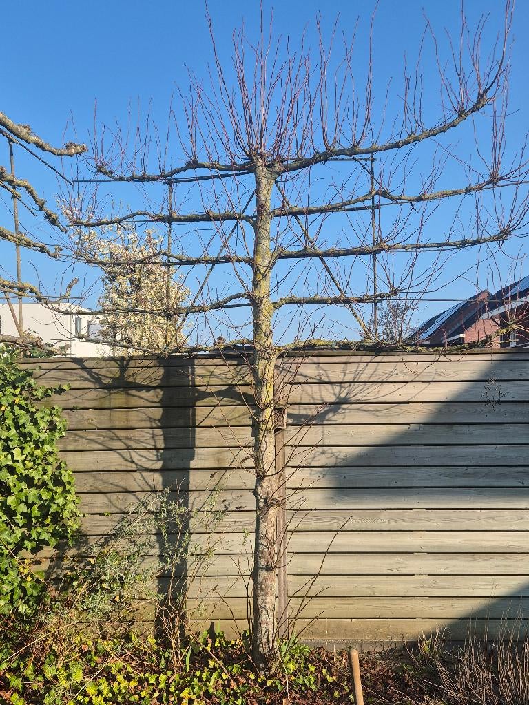 Leilinde, Ophalen, Leiboom, Halfschaduw, 250 tot 400 cm