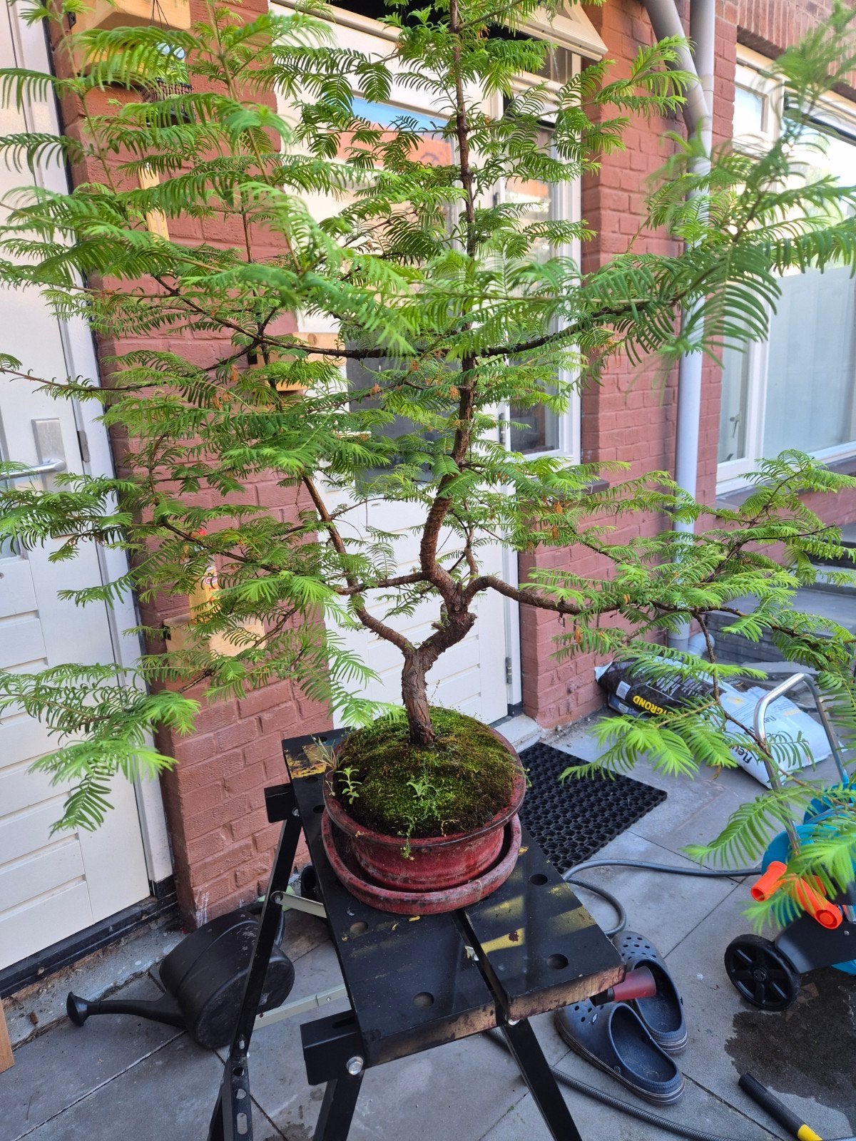Bonsai - Soort metasequoia, Ophalen, Overige soorten