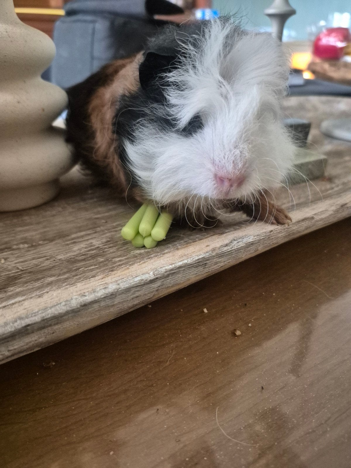 Leuke cavia beer, Cavia, April, Mannelijk, Tam