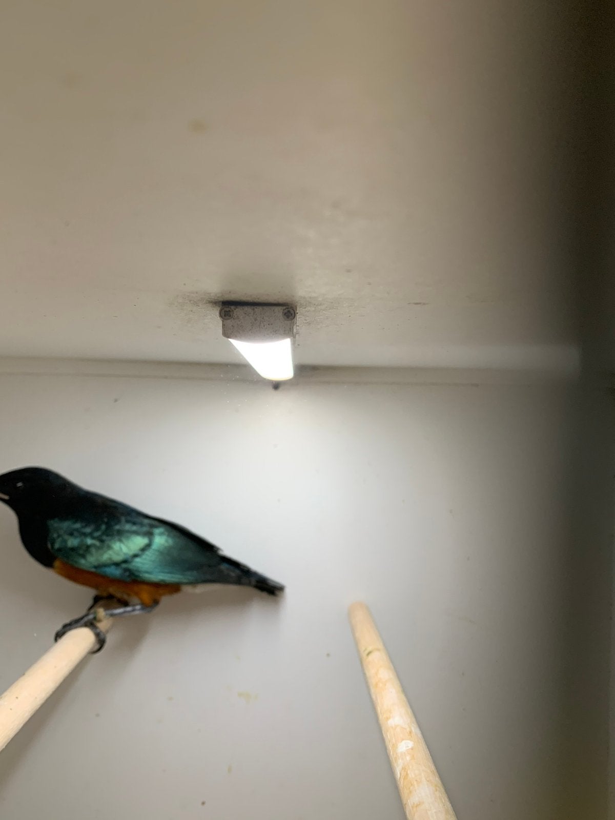 driekleurglans spreeuw, Mannelijk, Parkiet