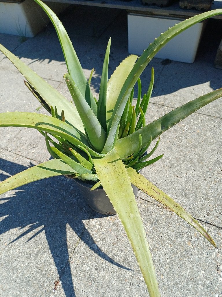 Grote Aloë Vera plant in pot, Huis en Inrichting, Kamerplanten, Ophalen, Vetplant, In pot, Minder dan 100 cm