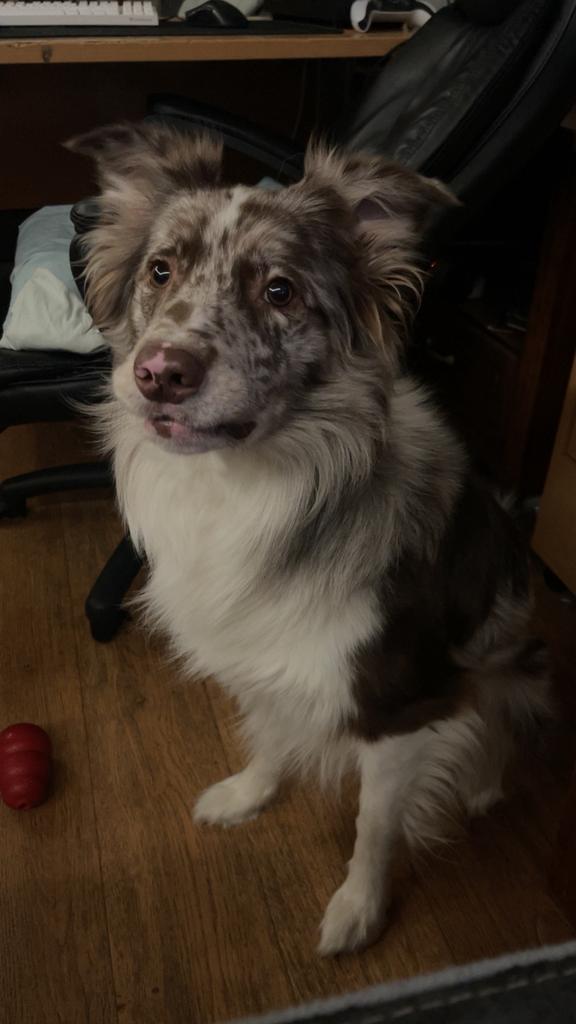 Border Collie Dekreu, Dieren en Toebehoren, Reu, Eén hond, 3 tot 5 jaar, Nederland
