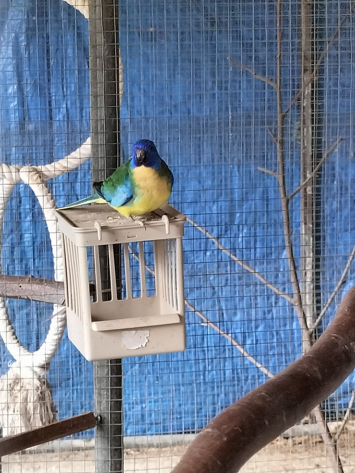 splendid man, Dieren en Toebehoren, Mannelijk, Parkiet