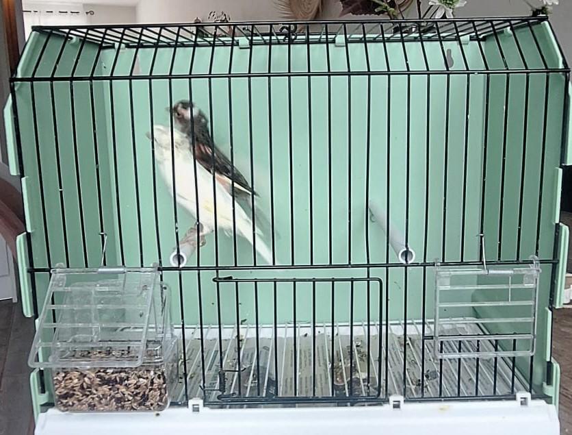 Een prachtig  broedrijp koppel Harlekijn kanaries, Dieren en Toebehoren, Vogels | Kanaries, Meerdere dieren, Kleurkanarie