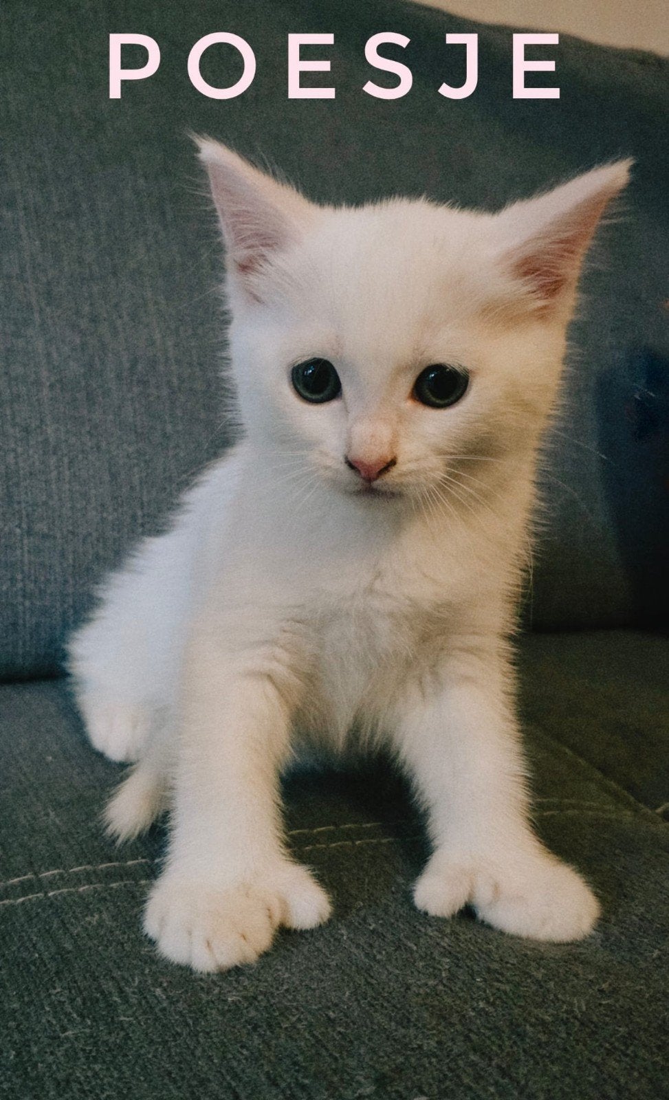 Halve Maine coon, Meerdere dieren