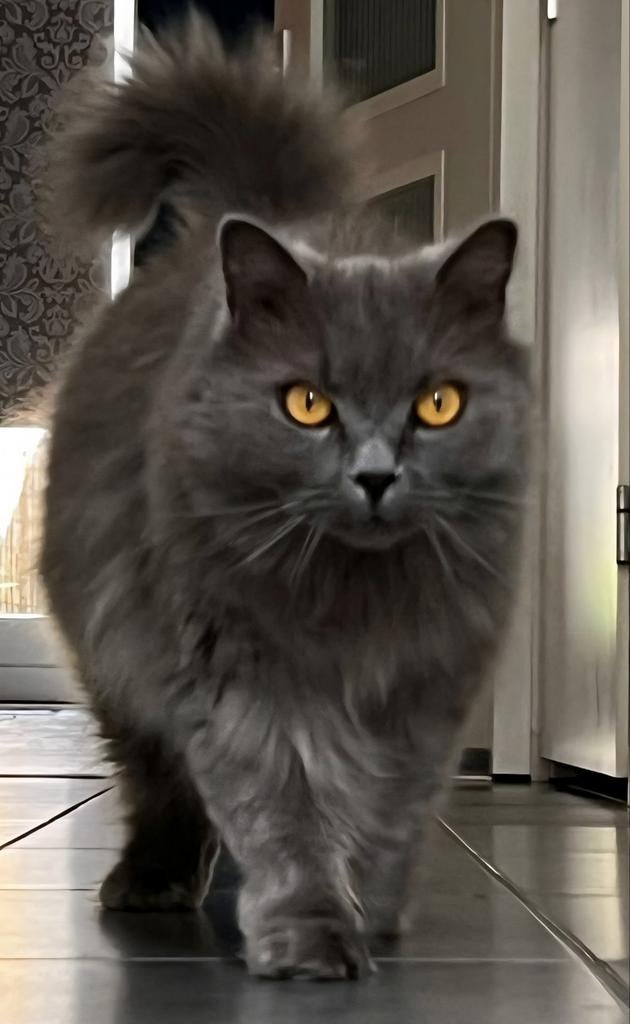 Brits Langhaar te koop, Dieren en Toebehoren, Kater, Gechipt, 3 tot 5 jaar